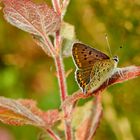 Brauner Feuerfalter (Lycaena tityrus)