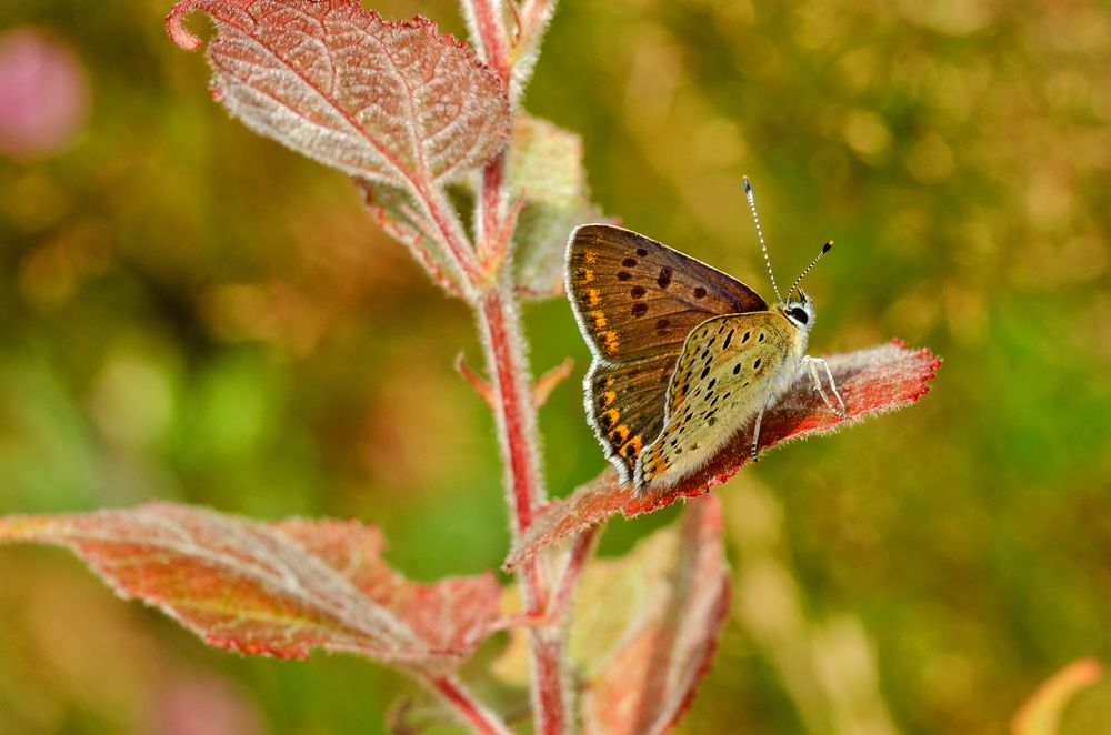 Brauner Feuerfalter (Lycaena tityrus)