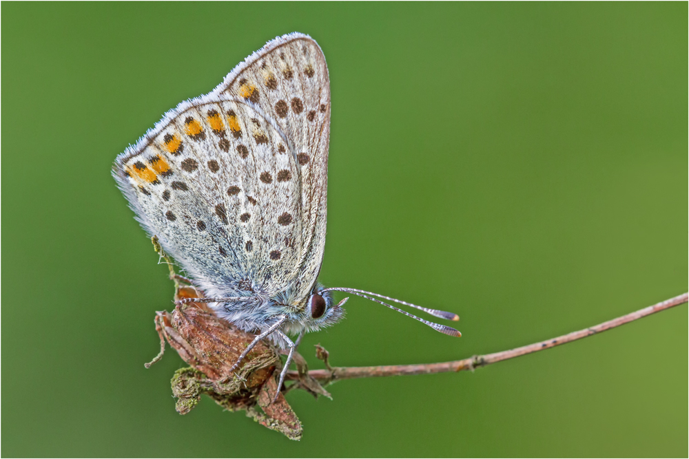 Brauner Feuerfalter (Lycaena tityrus)