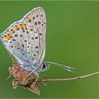 Brauner Feuerfalter (Lycaena tityrus)