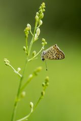 Brauner Feuerfalter / Lycaena tityrus