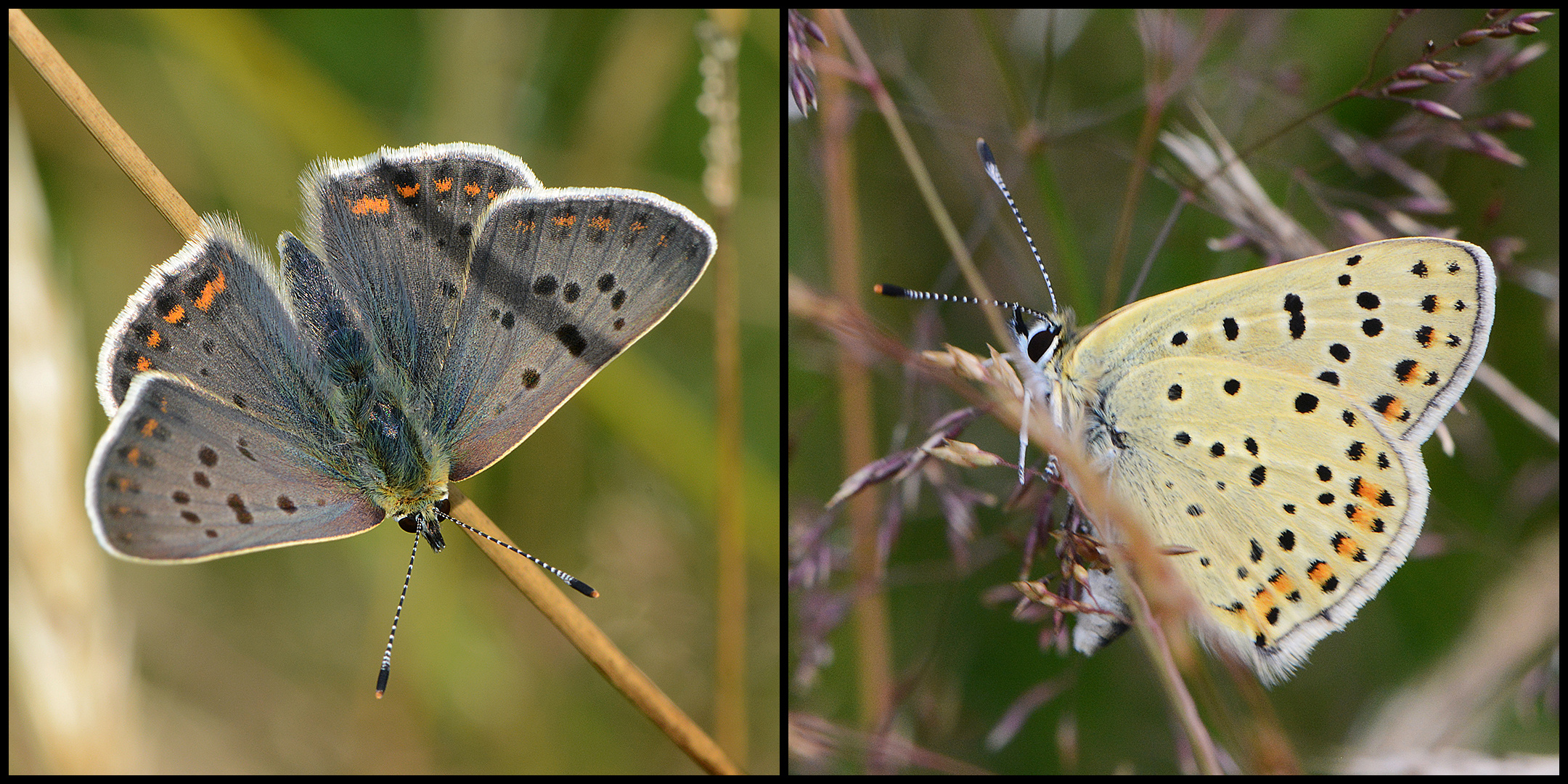 Brauner Feuerfalter - Lycaena tityrus