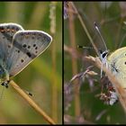 Brauner Feuerfalter - Lycaena tityrus