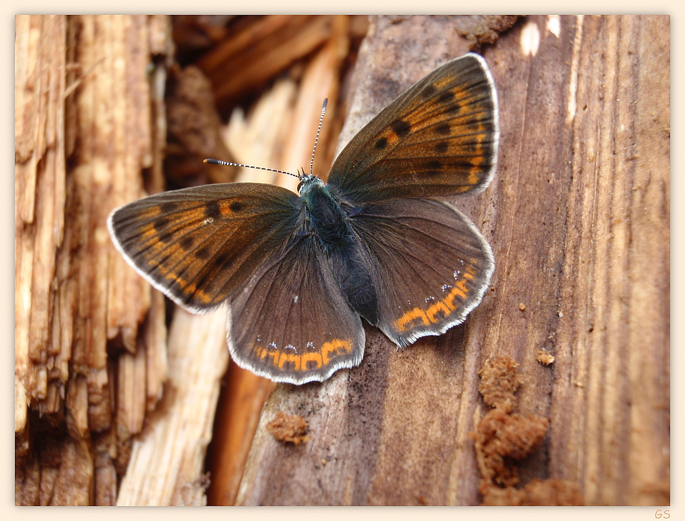 Brauner Feuerfalter (Lycaena tityrus)