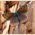 Brauner Feuerfalter (Lycaena tityrus)