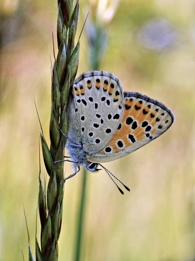 Brauner Feuerfalter....... (Lycaena tityrus)