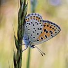 Brauner Feuerfalter....... (Lycaena tityrus)