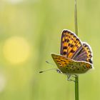 Brauner Feuerfalter (Lycaena tityrus)