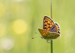 Brauner Feuerfalter (Lycaena tityrus)