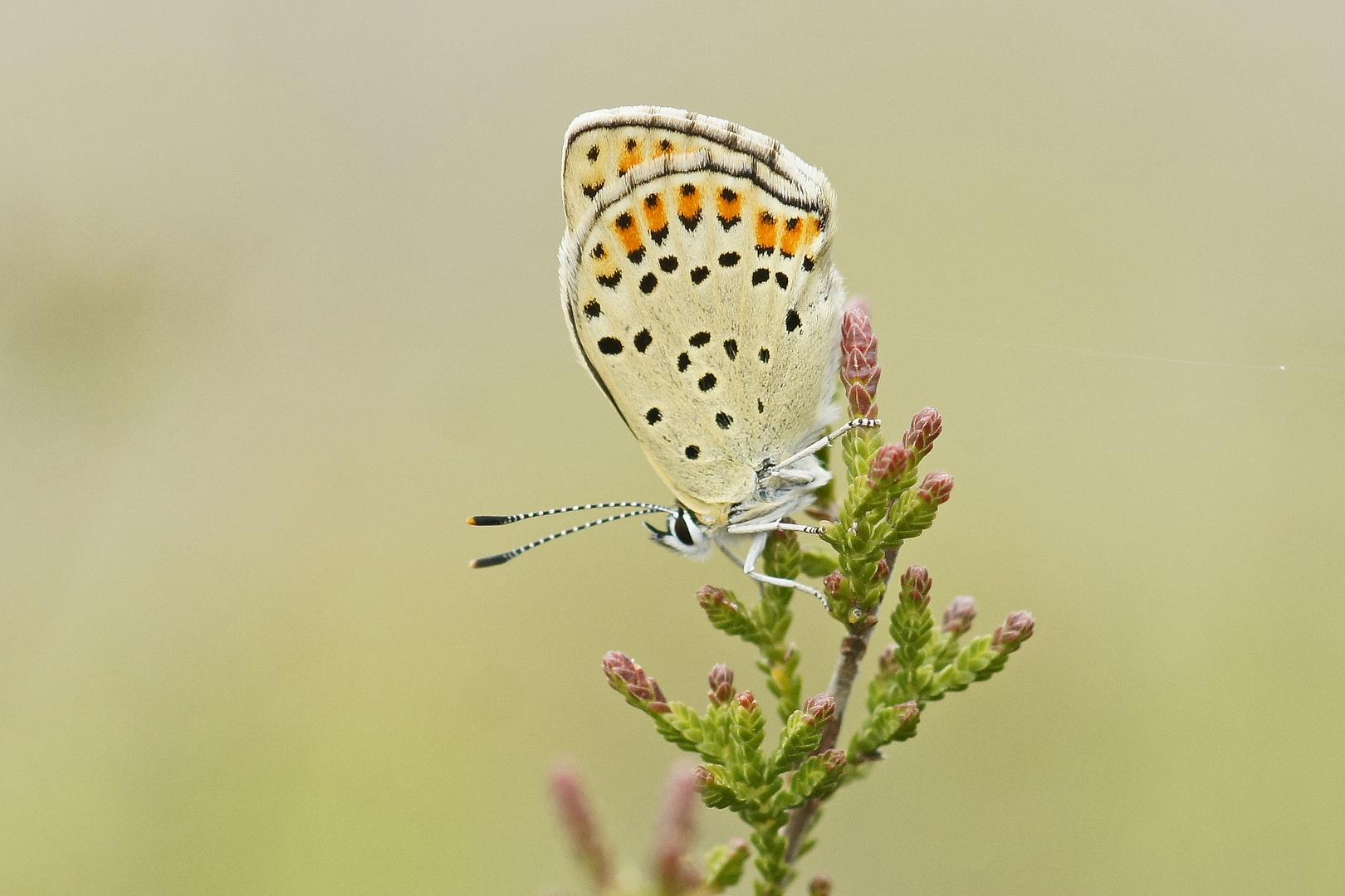 Brauner Feuerfalter (Lycaena tityrus)