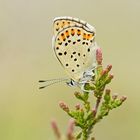 Brauner Feuerfalter (Lycaena tityrus)