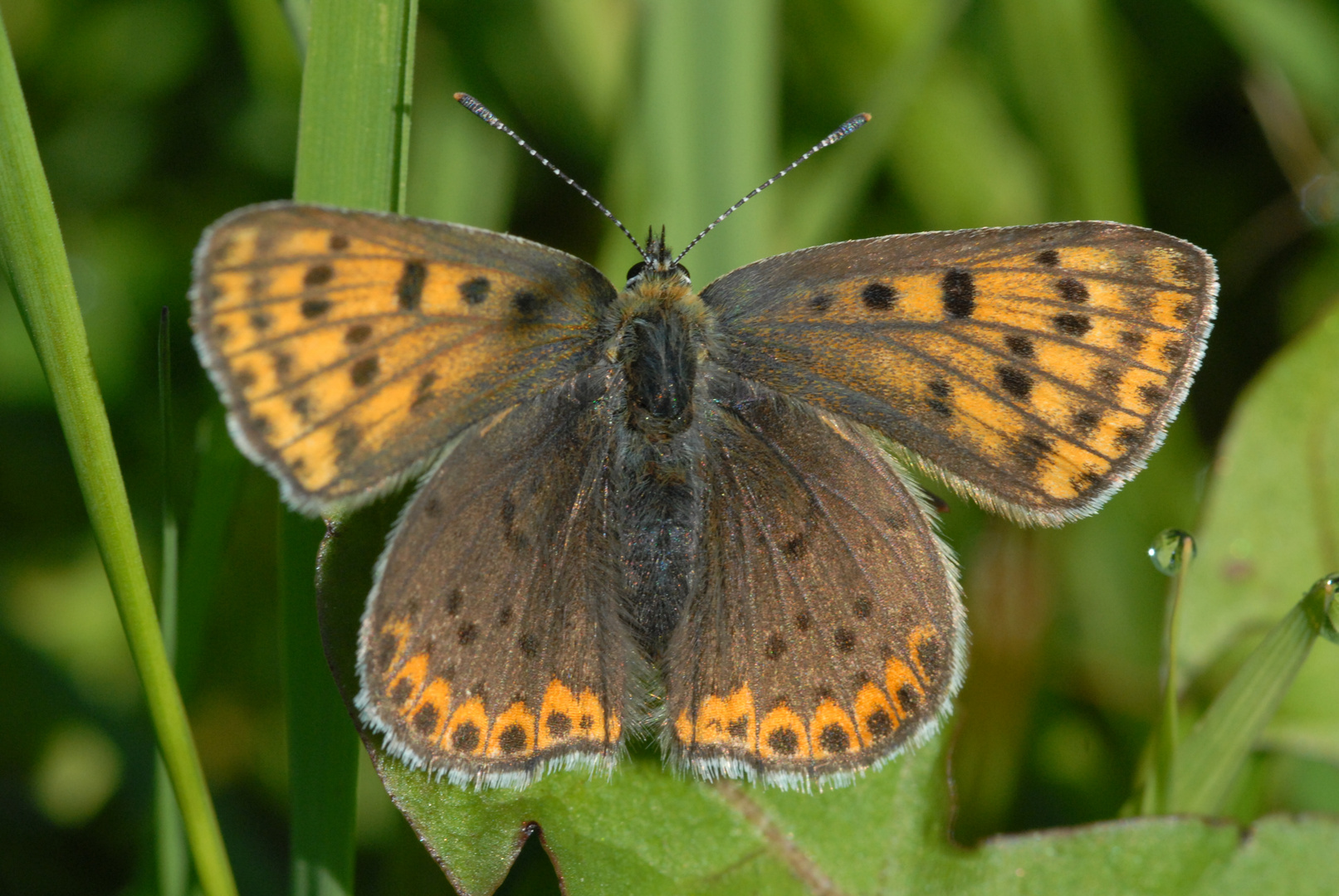 ,, Brauner Feuerfalter ( Lycaena tityrus ) ,,