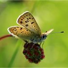 Brauner Feuerfalter (Lycaena tityrus)