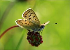 Brauner Feuerfalter (Lycaena tityrus)