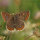 ...Brauner Feuerfalter (Lycaena tityrus)...