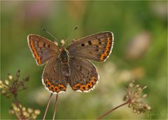 ...Brauner Feuerfalter (Lycaena tityrus)...