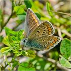 Brauner Feuerfalter (Lycaena tityrus) ? - Das große Aufräumen - Festplattenfunde (19)