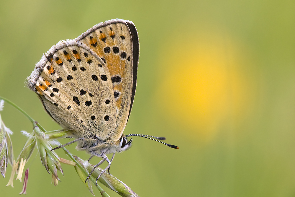 Brauner Feuerfalter - Lycaena tityrus