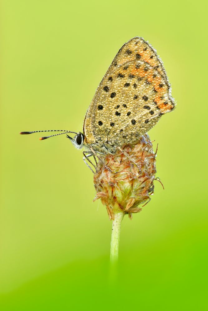 brauner Feuerfalter - Lycaena tityrus