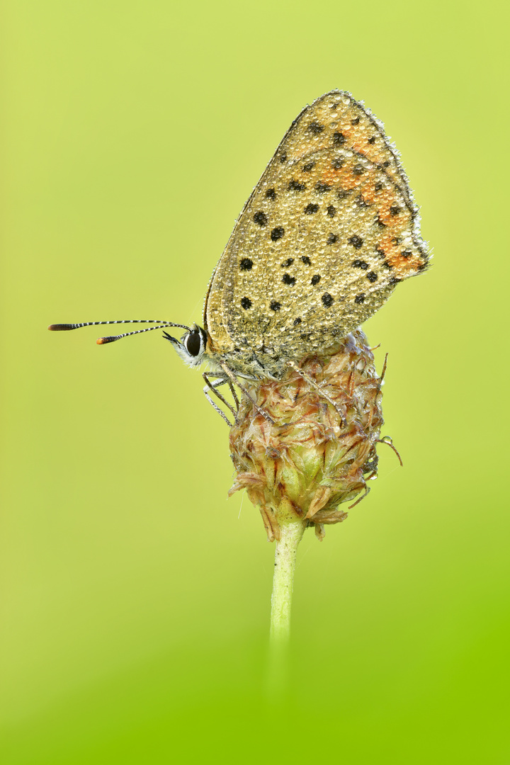 brauner Feuerfalter - Lycaena tityrus