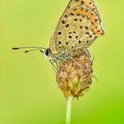 brauner Feuerfalter - Lycaena tityrus