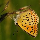 Brauner Feuerfalter....... (Lycaena tityrus).