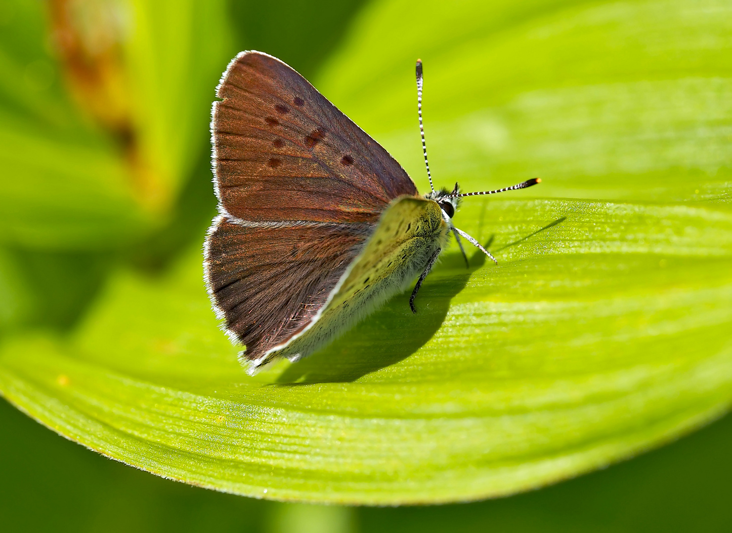 Brauner Feuerfalter (Lycaena tityrus), ein Männchen. - Le Cuivré fuligineux.