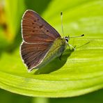 Brauner Feuerfalter (Lycaena tityrus), ein Männchen. - Le Cuivré fuligineux.