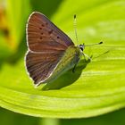 Brauner Feuerfalter (Lycaena tityrus), ein Männchen. - Le Cuivré fuligineux.