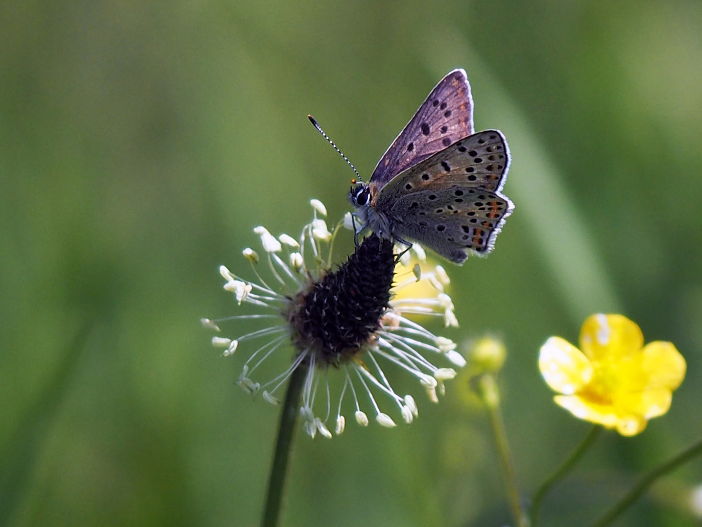 Brauner Feuerfalter (Lycaena tityrus)