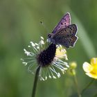 Brauner Feuerfalter (Lycaena tityrus)