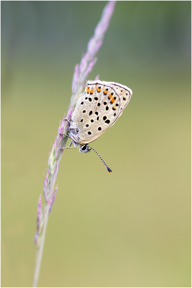 Brauner Feuerfalter (Lycaena tityrus) IV/15