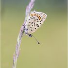 Brauner Feuerfalter (Lycaena tityrus) IV/15