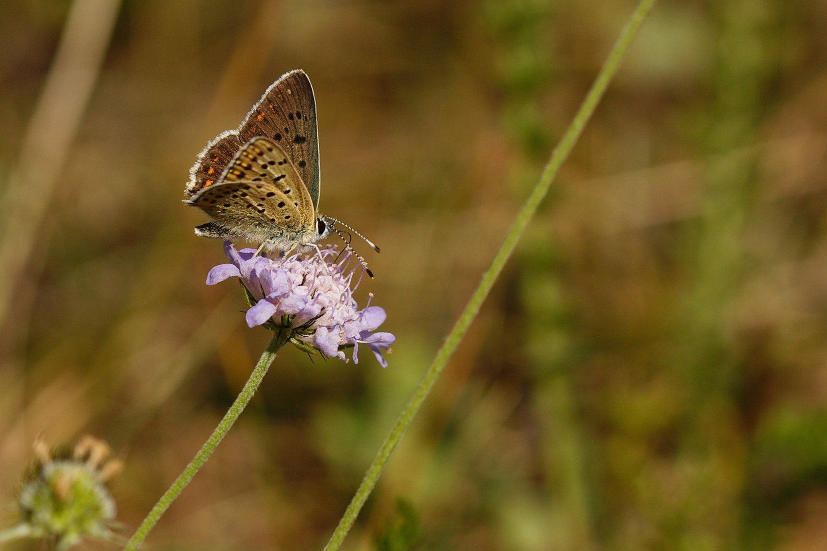 Brauner Feuerfalter (Lycaena tityrus) m