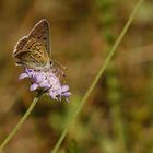 Brauner Feuerfalter (Lycaena tityrus) m