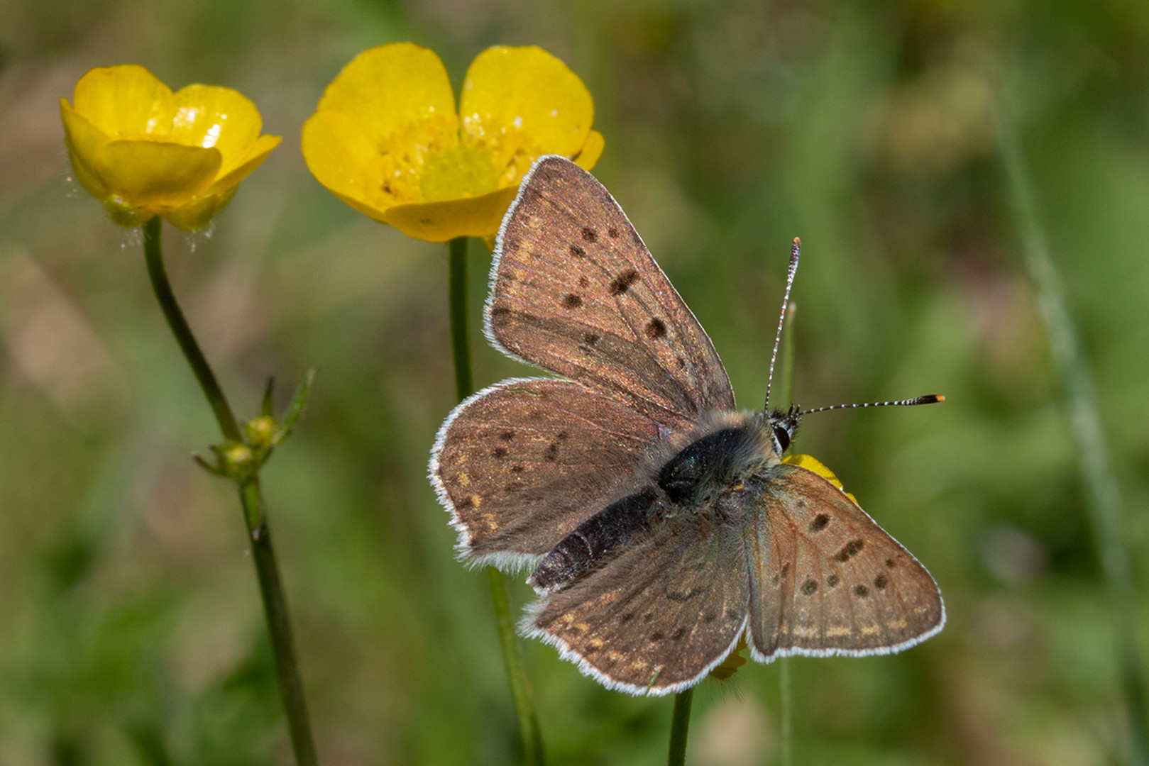 Brauner Feuerfalter (Lycaena tityrus) / Männchen