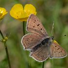 Brauner Feuerfalter (Lycaena tityrus) / Männchen