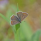 Brauner Feuerfalter (Lycaena tityrus), Männchen 