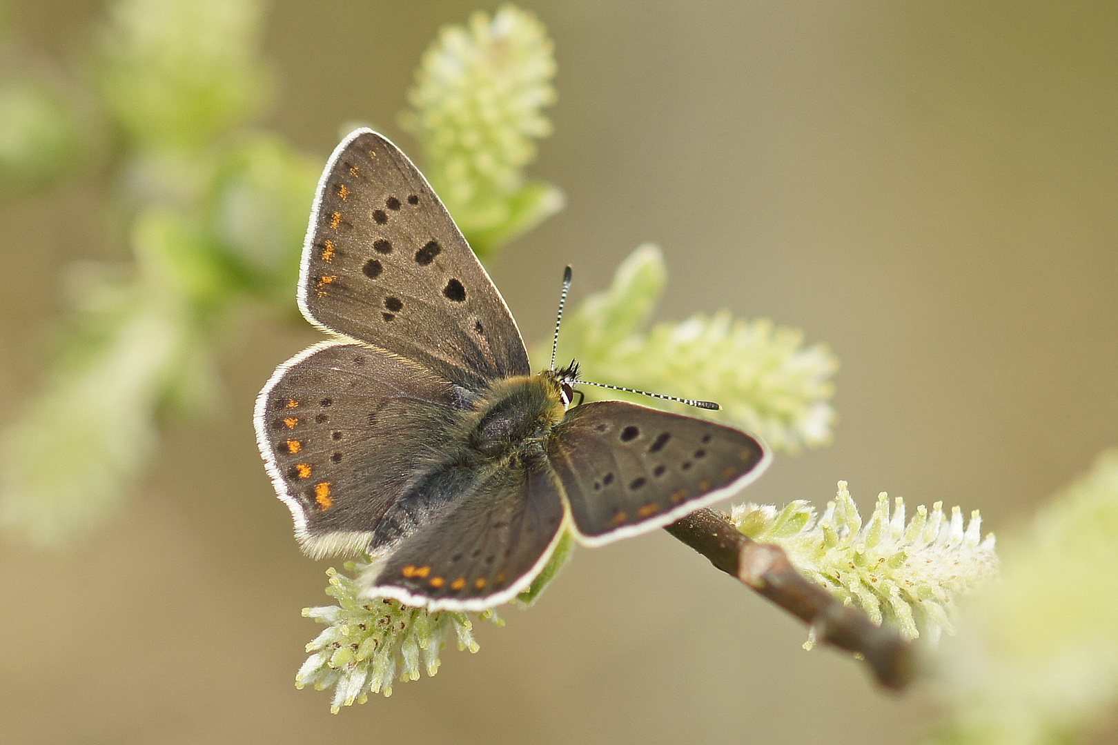 Brauner Feuerfalter (Lycaena tityrus), Männchen