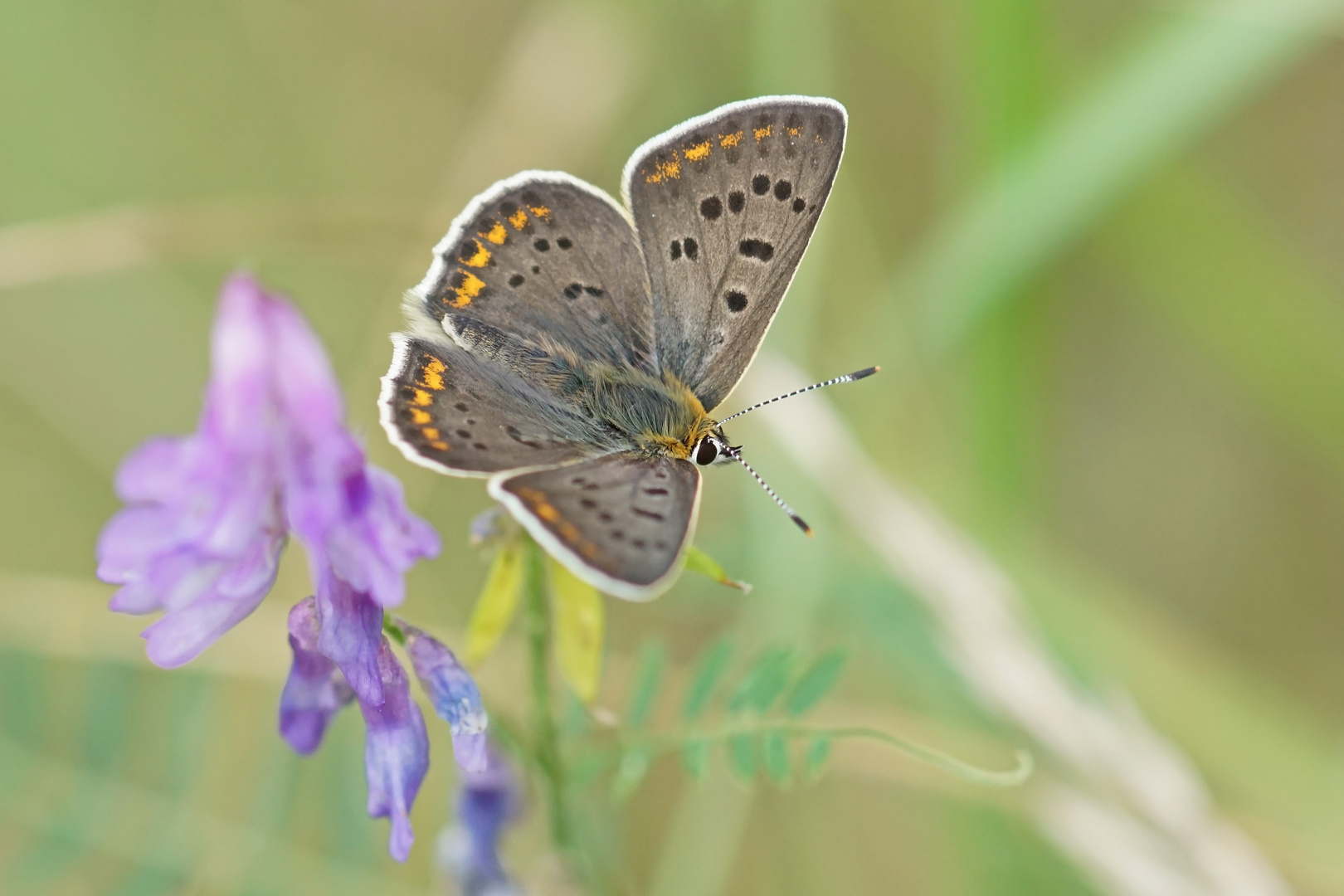 Brauner Feuerfalter (Lycaena tityrus), Männchen