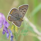 Brauner Feuerfalter (Lycaena tityrus), Männchen