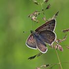 Brauner Feuerfalter (Lycaena tityrus), Männchen