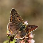 Brauner Feuerfalter (Lycaena tityrus) Männchen