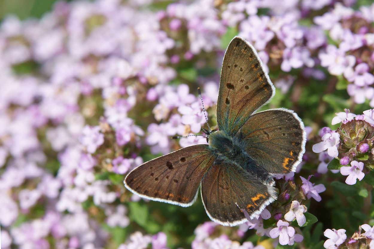 Brauner Feuerfalter (Lycaena tityrus) - Oberseite