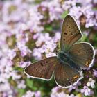 Brauner Feuerfalter (Lycaena tityrus) - Oberseite