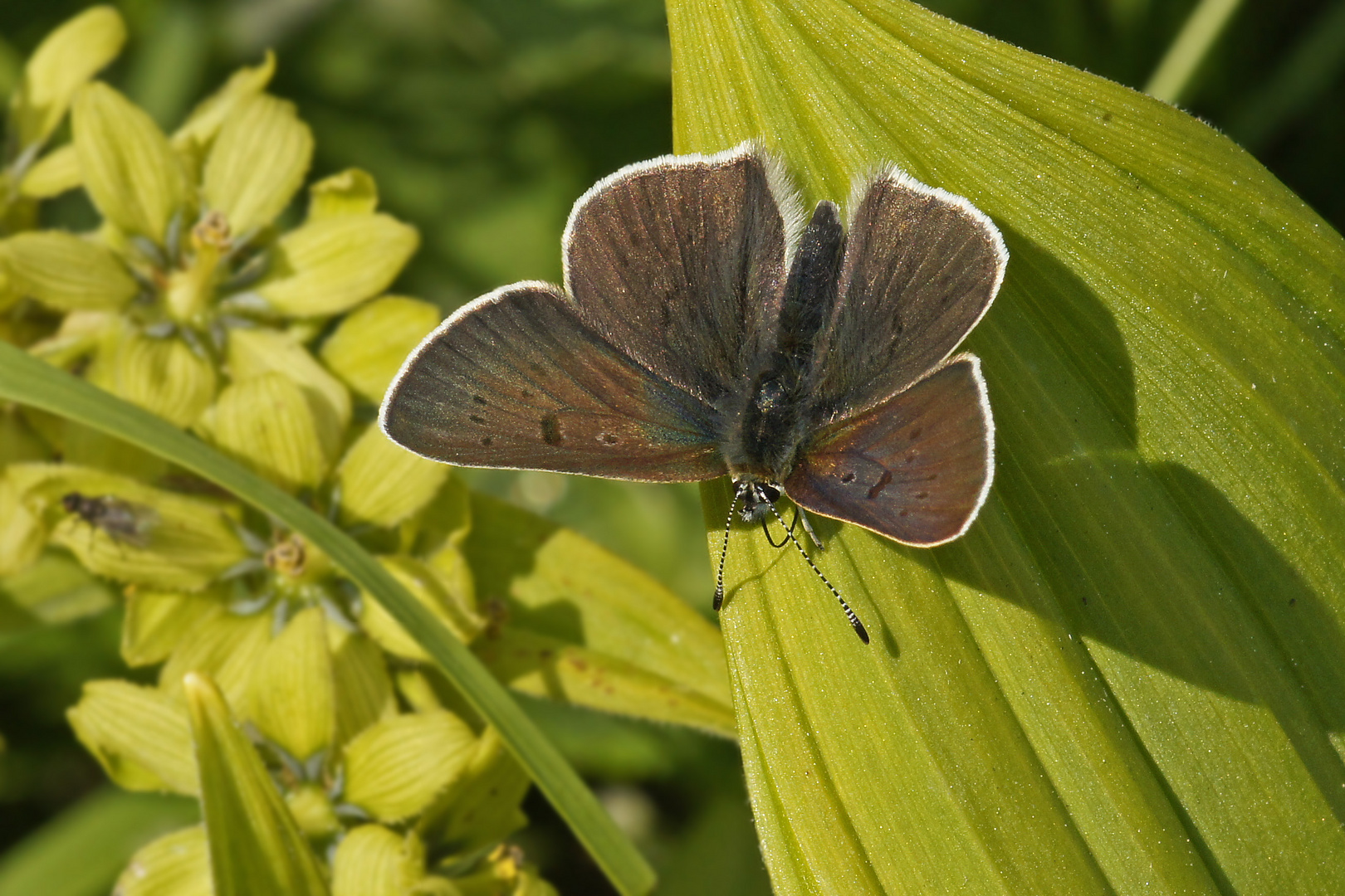 Brauner Feuerfalter (Lycaena tityrus subalpinus), Weibchen