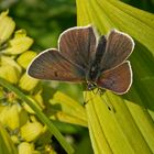 Brauner Feuerfalter (Lycaena tityrus subalpinus), Weibchen