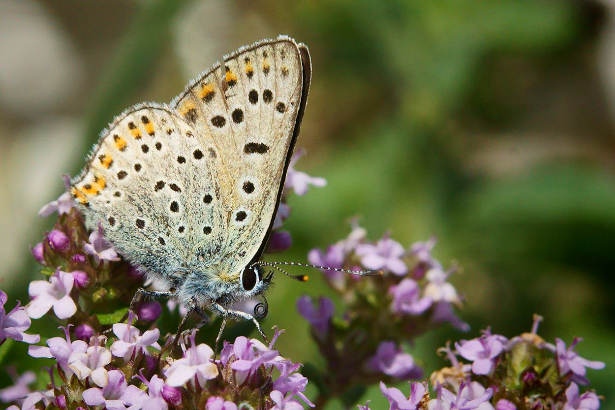 Brauner Feuerfalter (Lycaena tityrus) - Unterseite