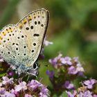 Brauner Feuerfalter (Lycaena tityrus) - Unterseite