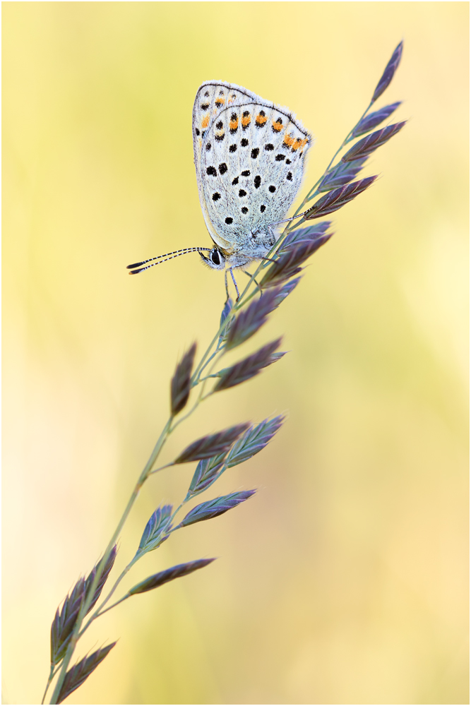 Brauner Feuerfalter (Lycaena tityrus) V/15